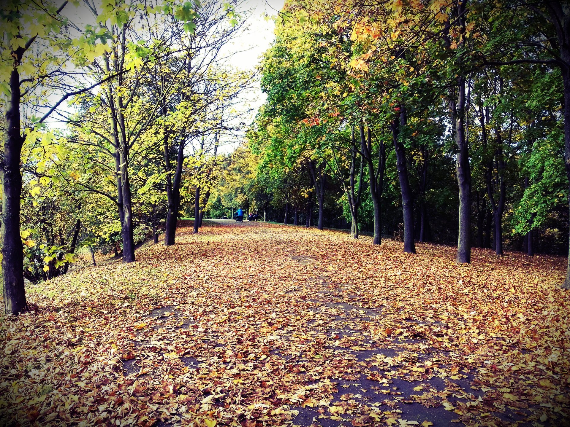 Jaka pogoda w Poznaniu na 11 listopada?