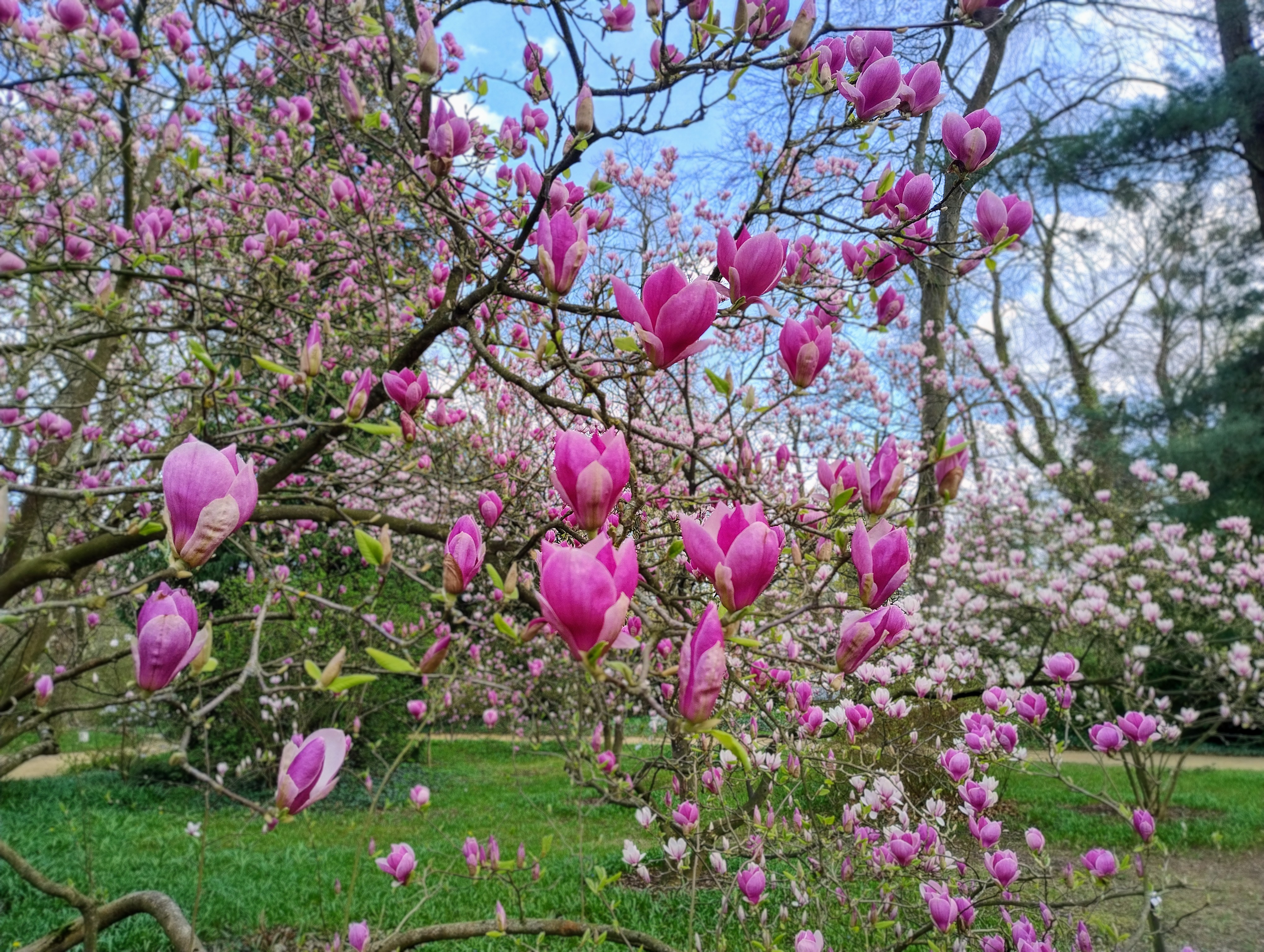 Kwitnące magnolie zachwycają w Arboretum Kórnickim