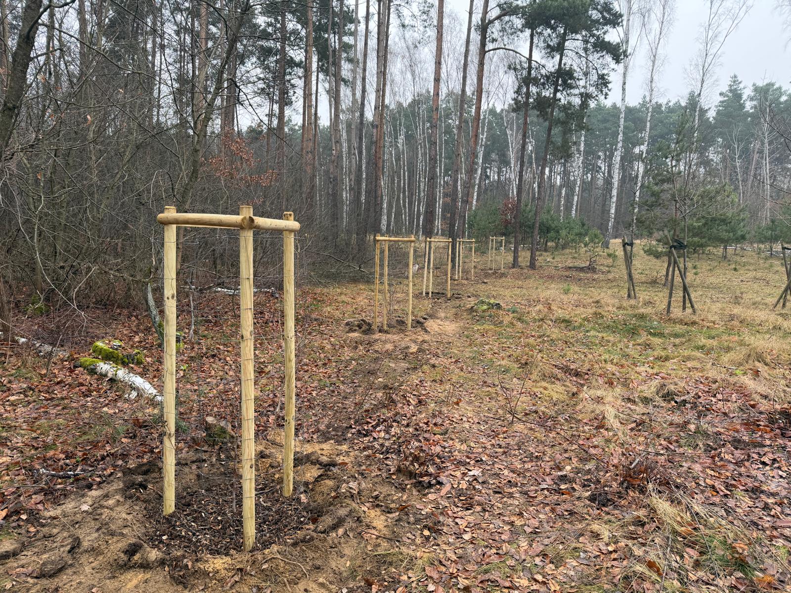 Stare odmiany wracają do lasów. Poznań sadzi grusze, by wzmacniać ekosystem i zatrzymać zwierzynę w naturalnym środowisku